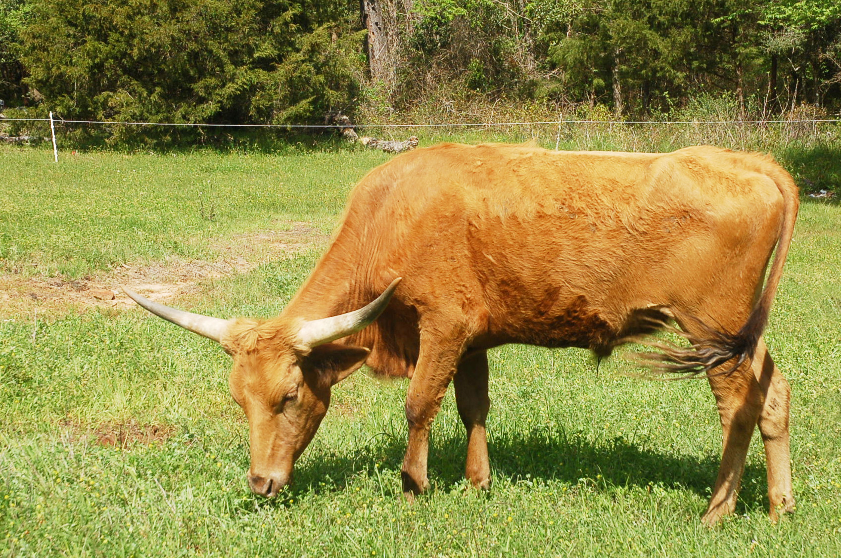 Almost Lucky, a golden red Longhorn steer grazing