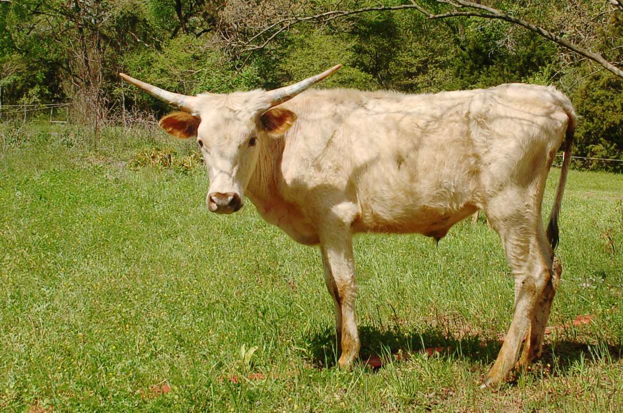 Aspen Blanco, a snow white Longhorn steer