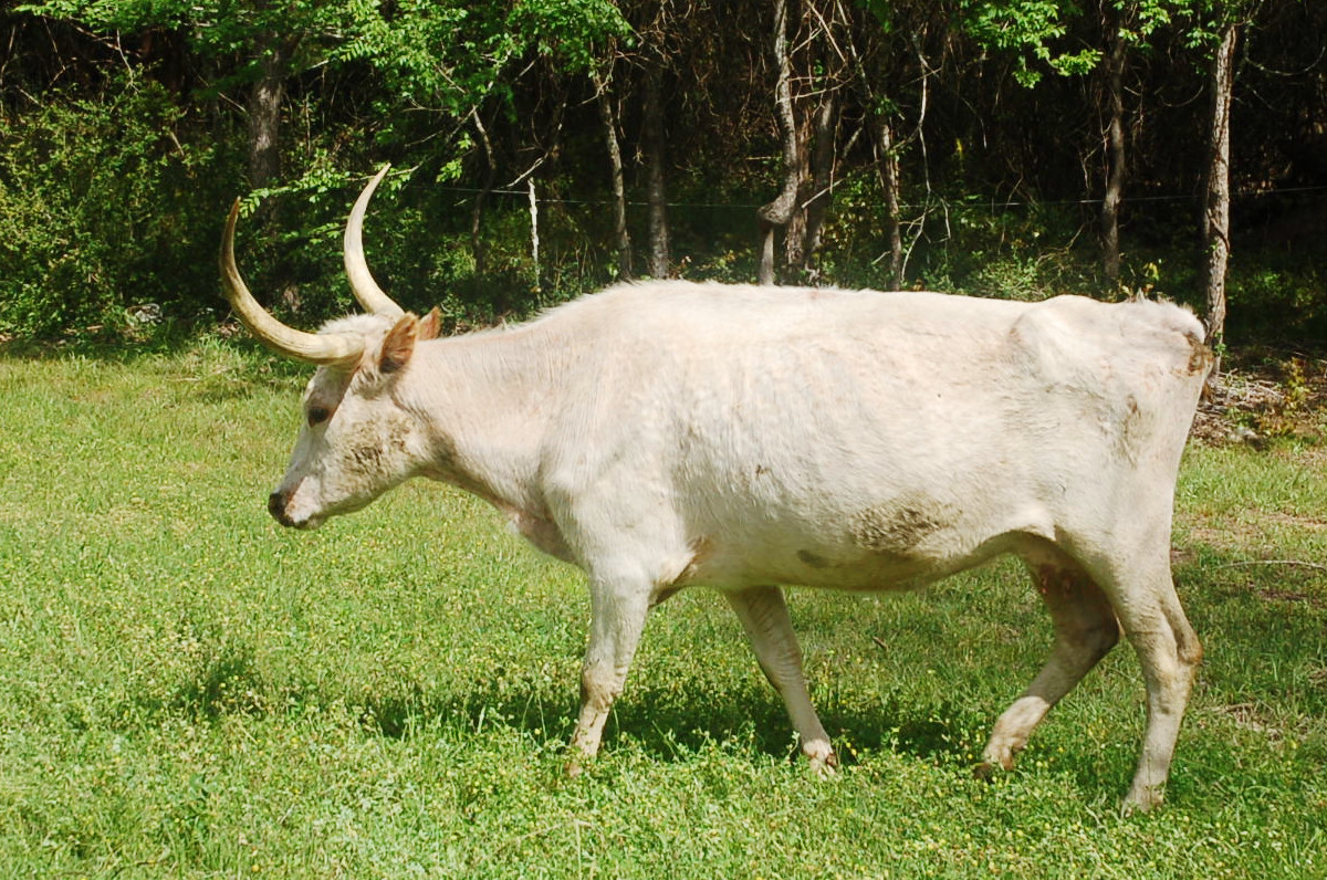 Blanco Blossum, a creamy white Longhorn cow with tall horns