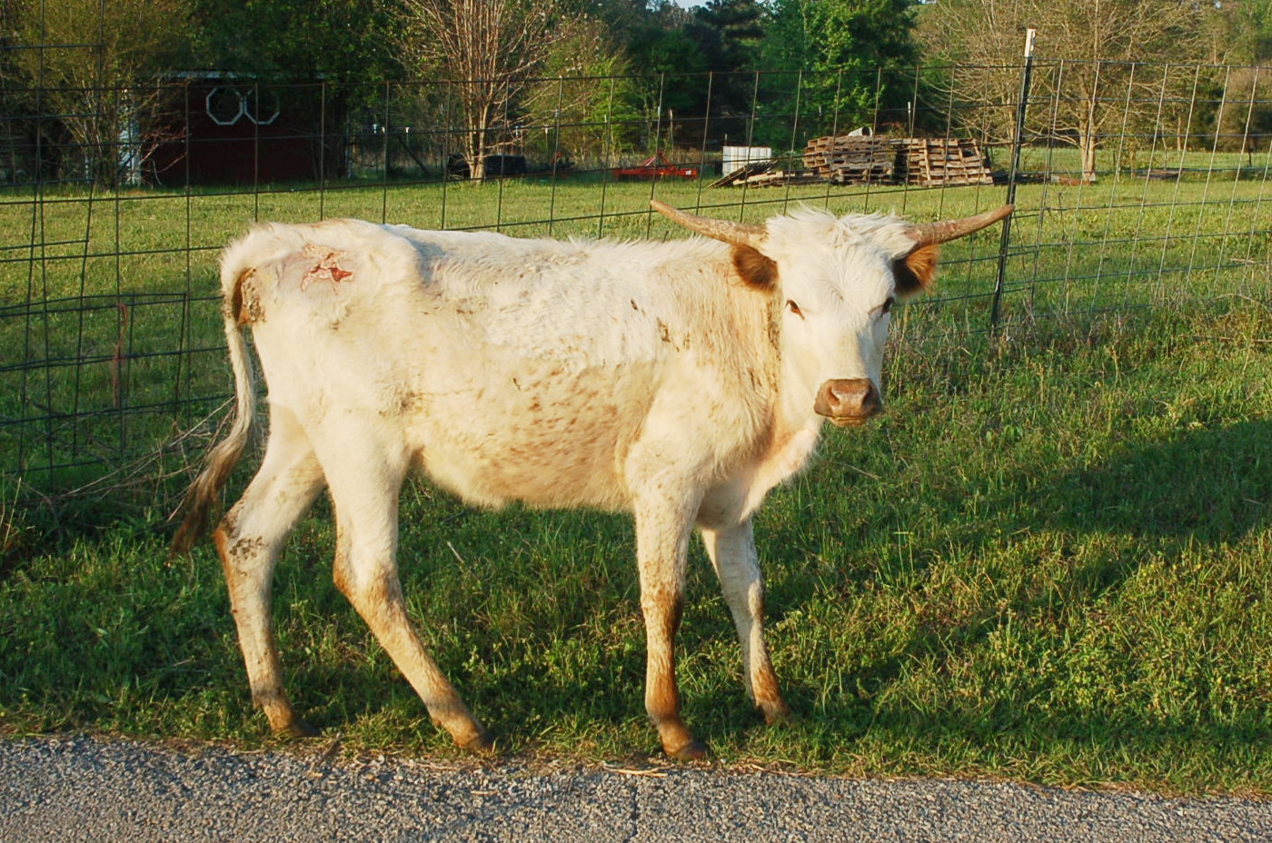 Blanco Rose, a creamy white Longhorn heifer