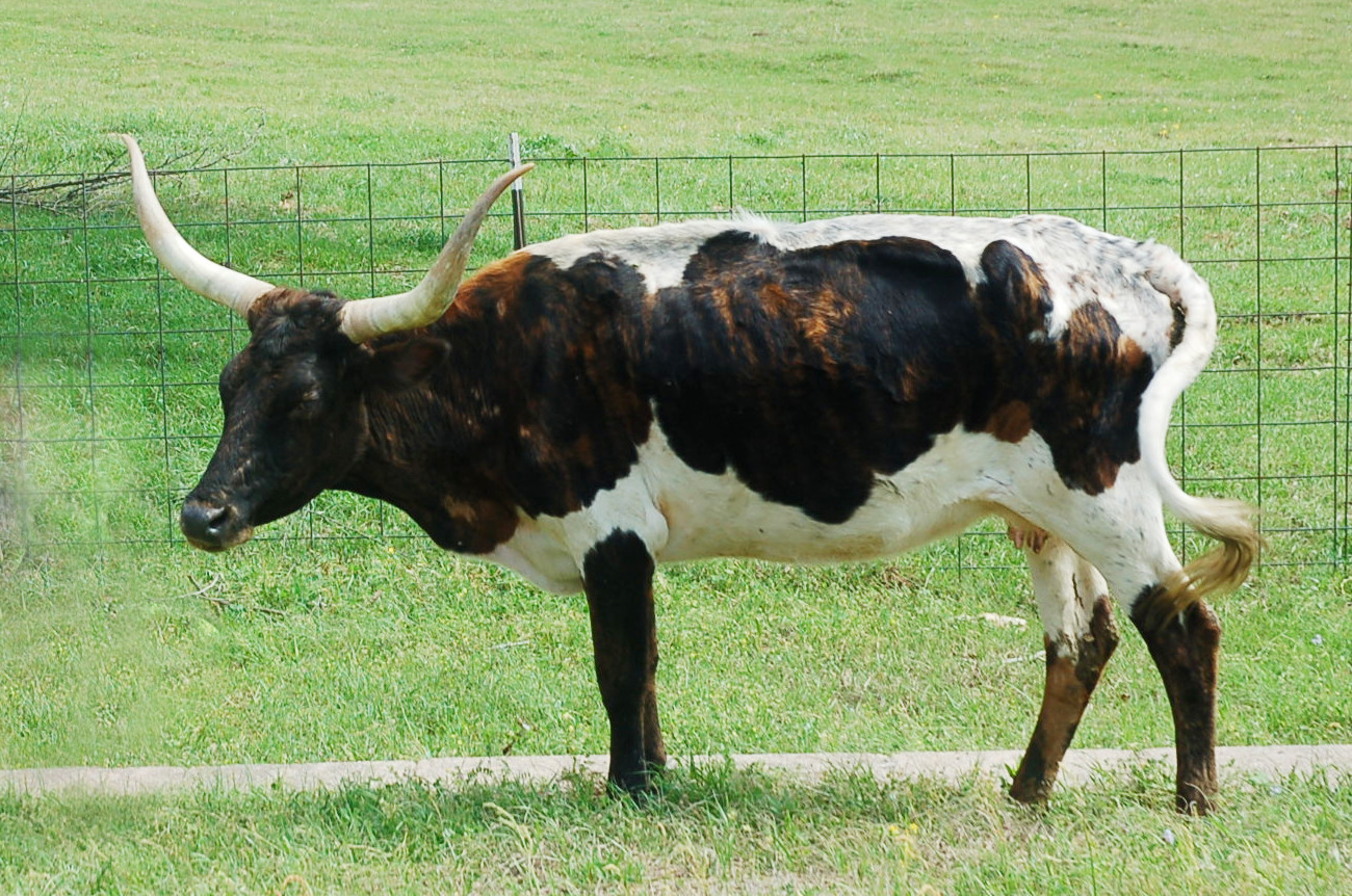 Carlotta Legacy, a black, white, and brindle Longhorn cow with curling horns