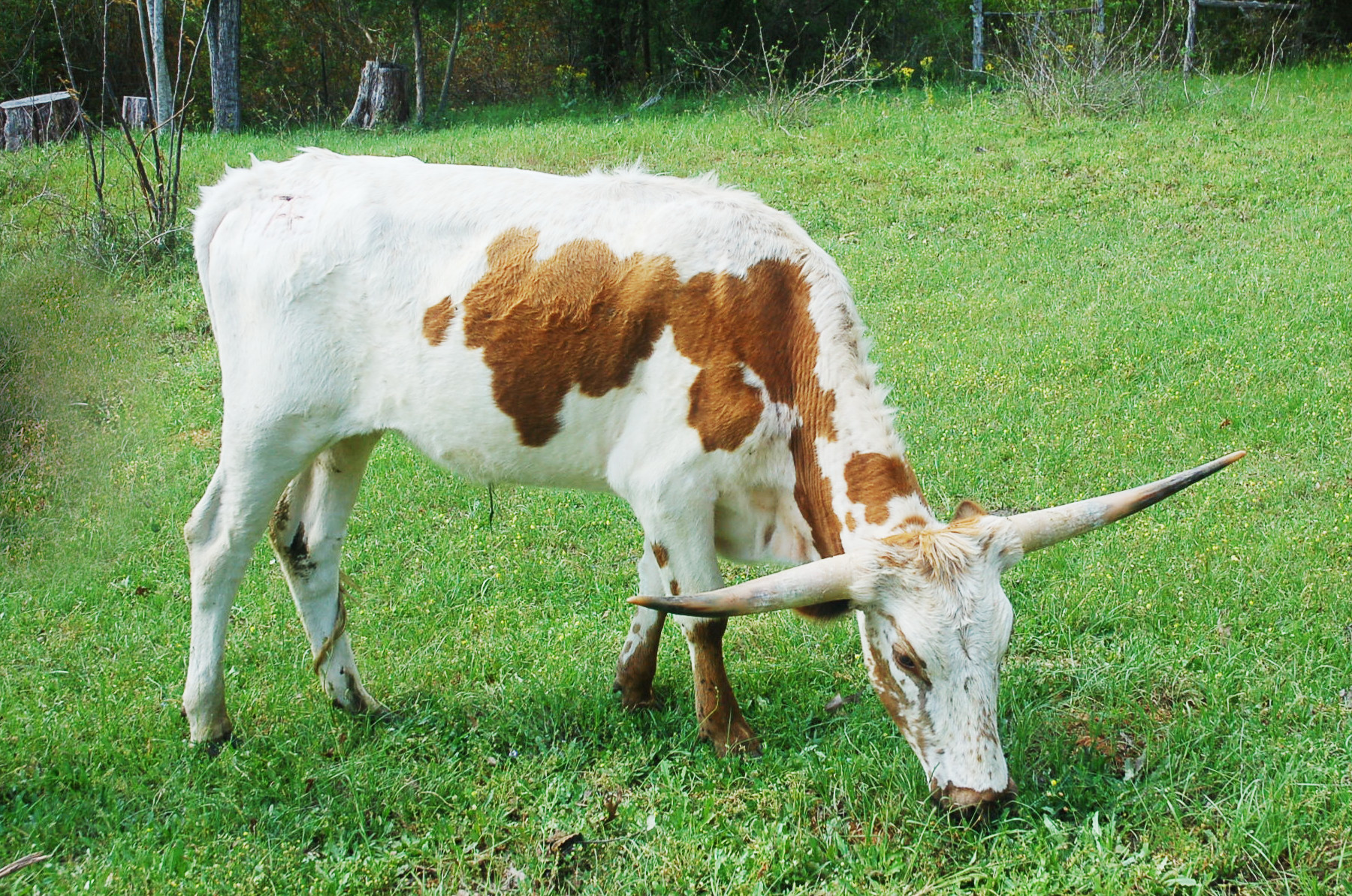 Cody, a white and red Longhorn steer grazing