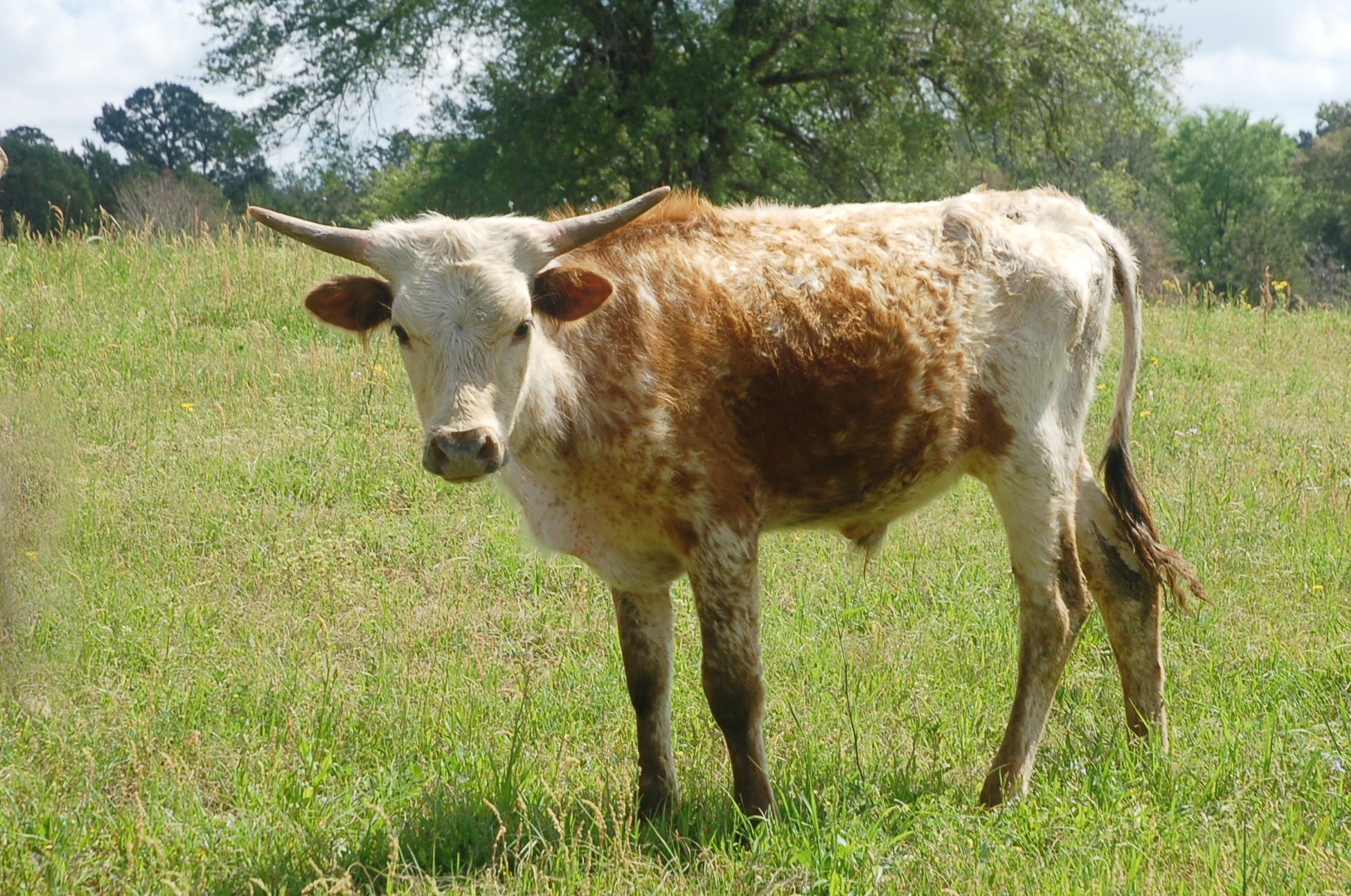Cool Hand Lukealike, a red and white spotted Longhorn bull calf