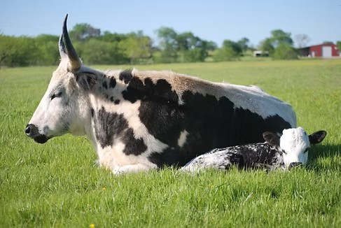 A Longhorn cow resting in the pasture with her calf