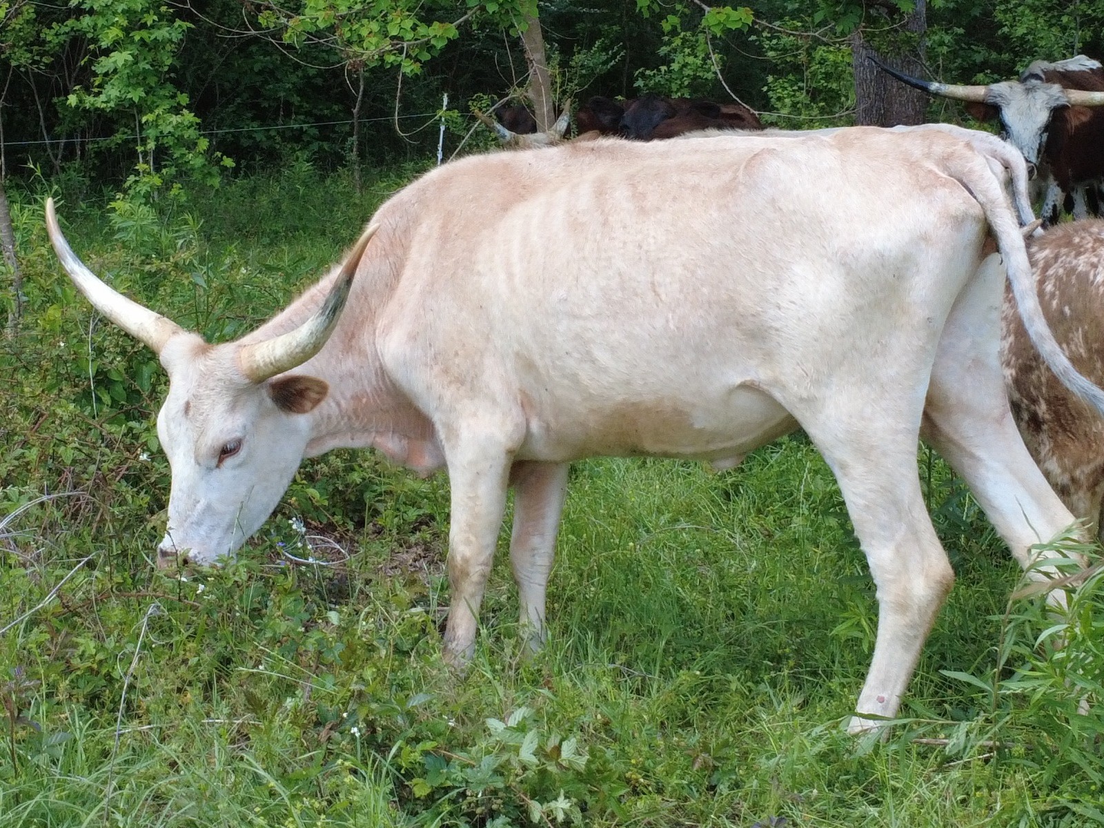 Lily of the Valley, a creamy white Longhorn cow grazing