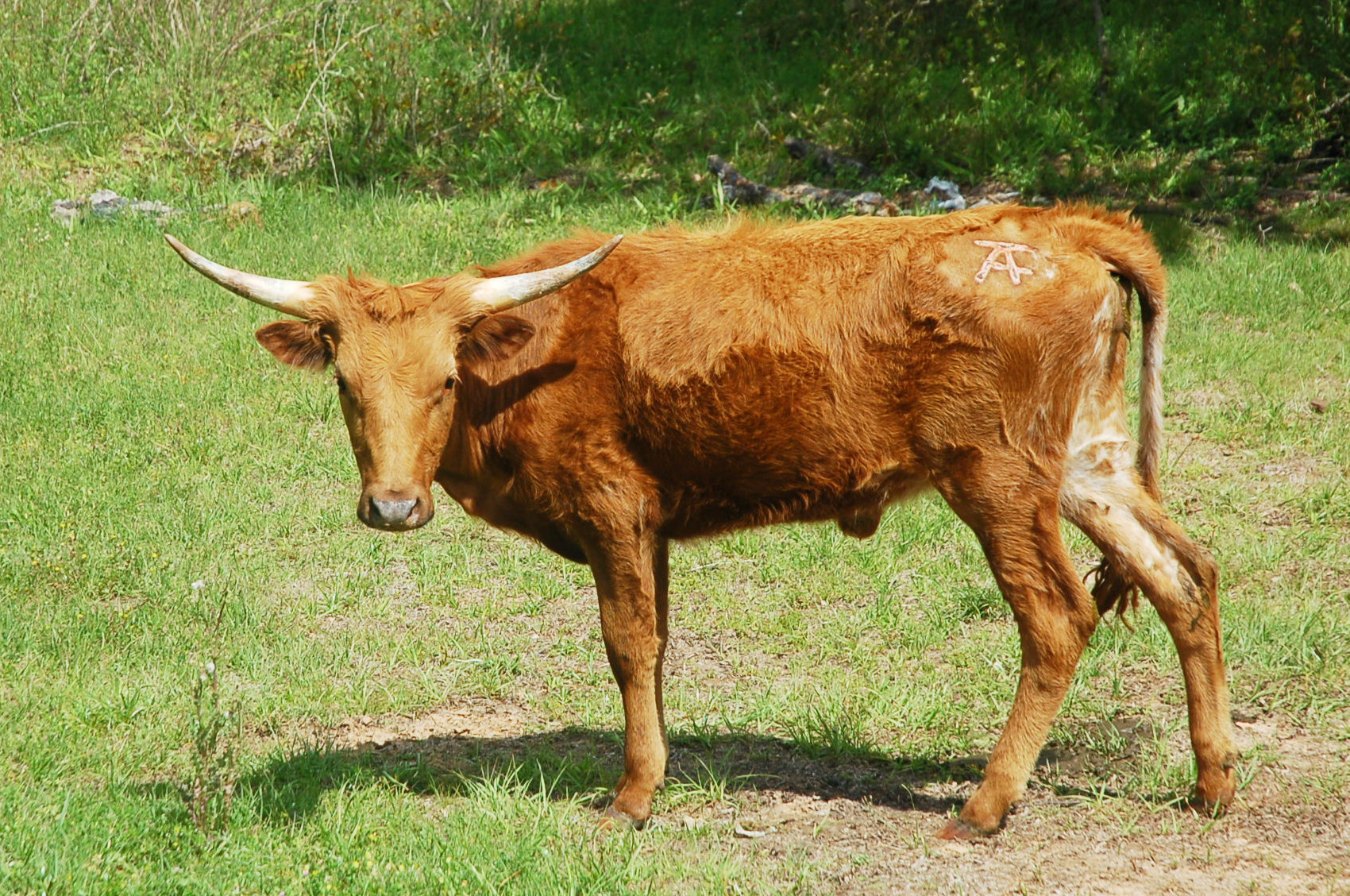 Lottie, a red Longhorn heifer