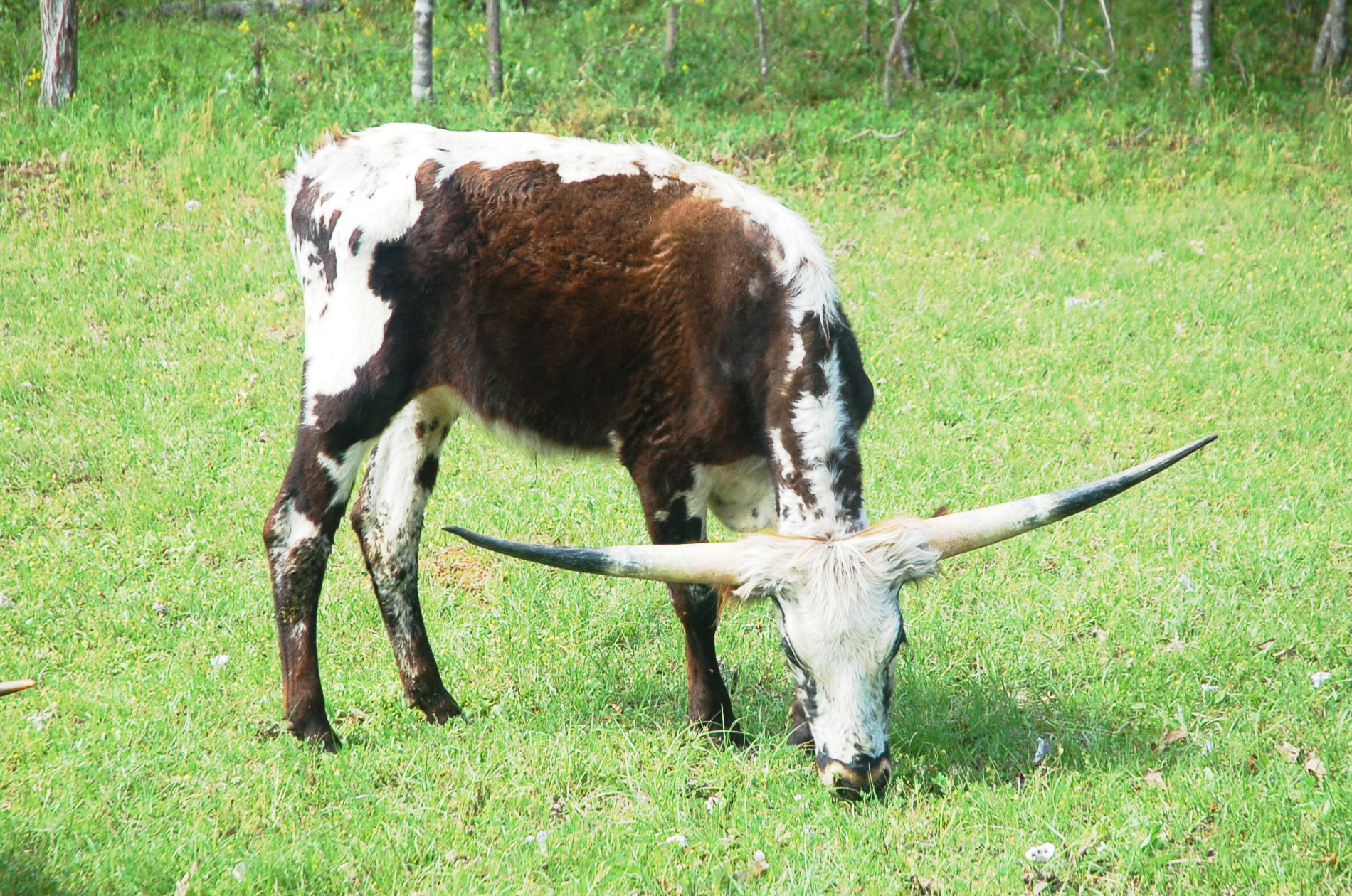 Mijo Amor, a brown and white Longhorn steer with wide spread horns
