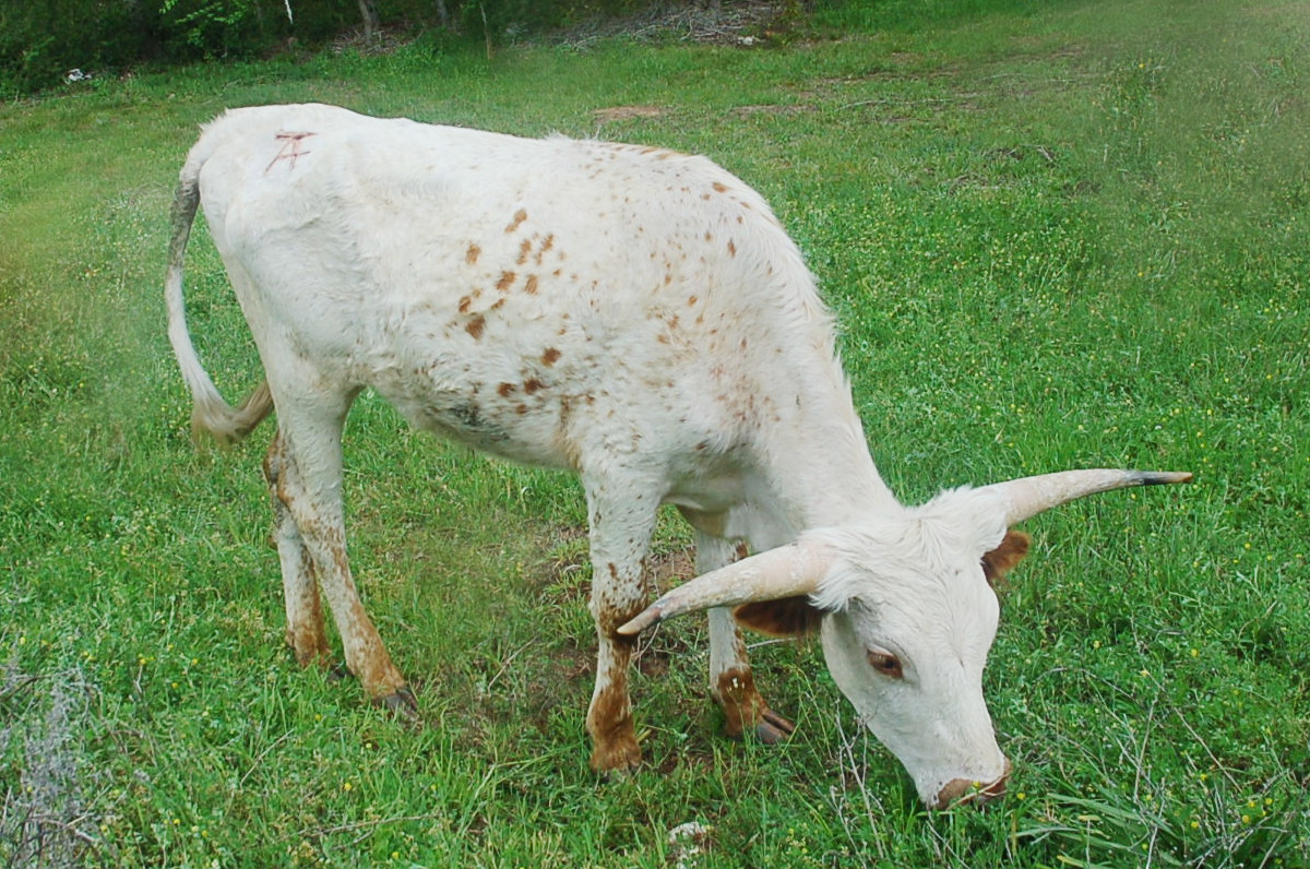 Mini Romeo, a white Longhorn steer with brown speckles