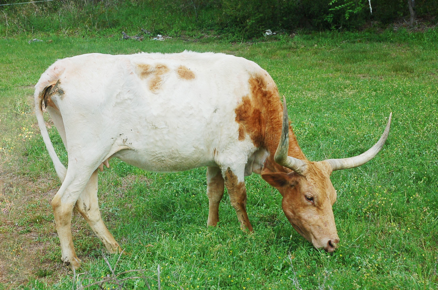 Minnie Mouse, a white and tan Longhorn cow grazing