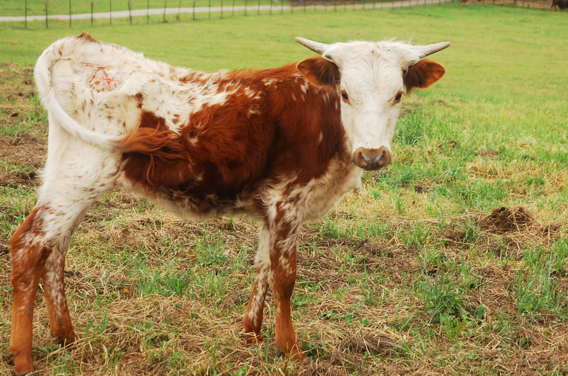 Stardust, a red and white Longhorn heifer