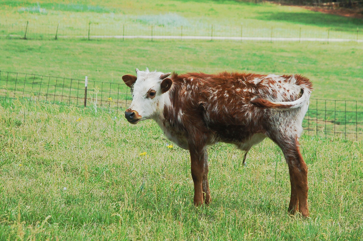 Whole Lotta Love, a red and white Longhorn bull calf